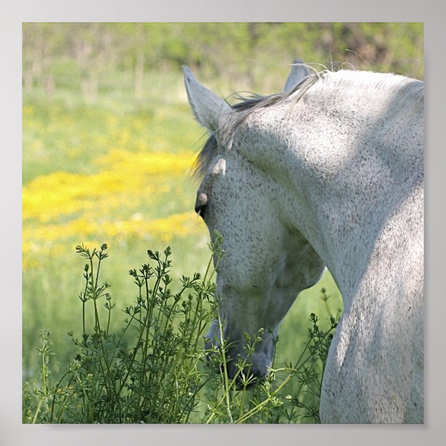 Grått Mare & Wildblommor Bevackra Horse Poster (Framsidan)