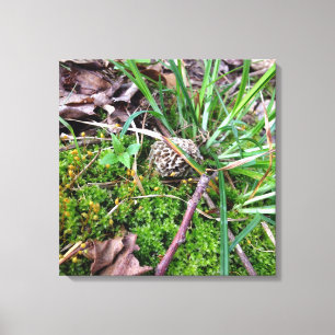 Grått Morel på canvas