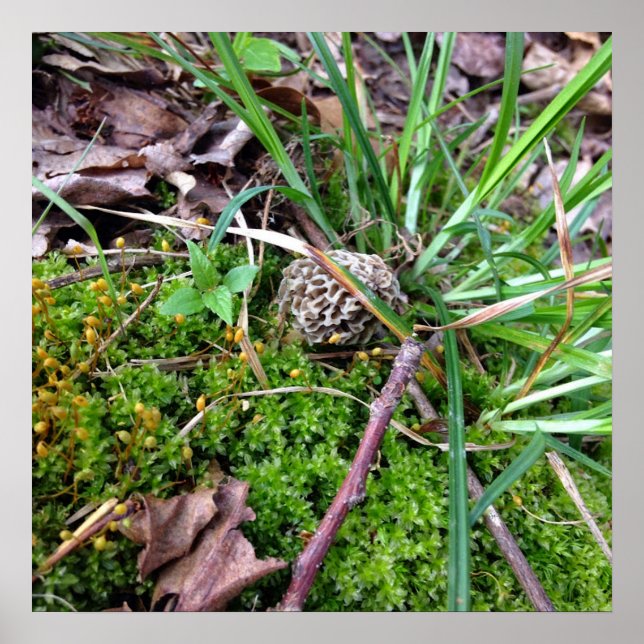 Grått Morel Poster (Framsidan)