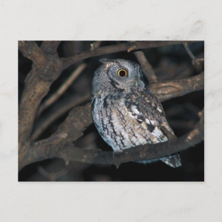 Grått Morph Östra ScreechOwl på natten Vykort