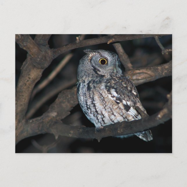 Grått Morph Östra ScreechOwl på natten Vykort (Framsida)