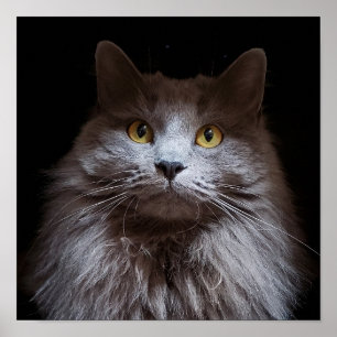Grått Nebelung Long Hair Russian Blue Cat Poster