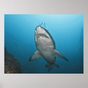 Grått Nurse Shark Poster