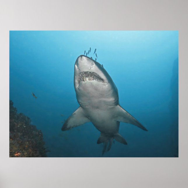 Grått Nurse Shark Poster (Framsidan)