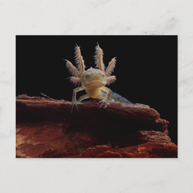 Grått nytlarv vykort (Framsida)