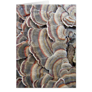 Grått och Burgundy svampar skvalpar Hälsningskort