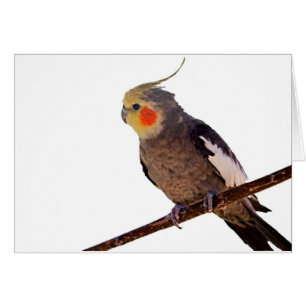 Grått och Gult Cockatiel Pet Bird Färg Photo Hälsningskort