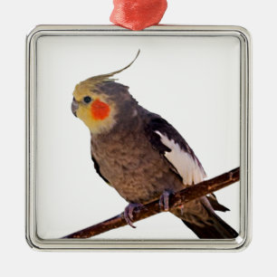 Grått och Gult Cockatiel Pet Bird Färg Photo Julgransprydnad Metall