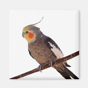 Grått och Gult Cockatiel Pet Bird Färg Photo Magnet