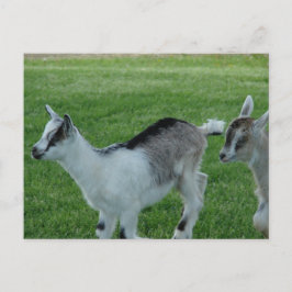 Grått och rött vykort