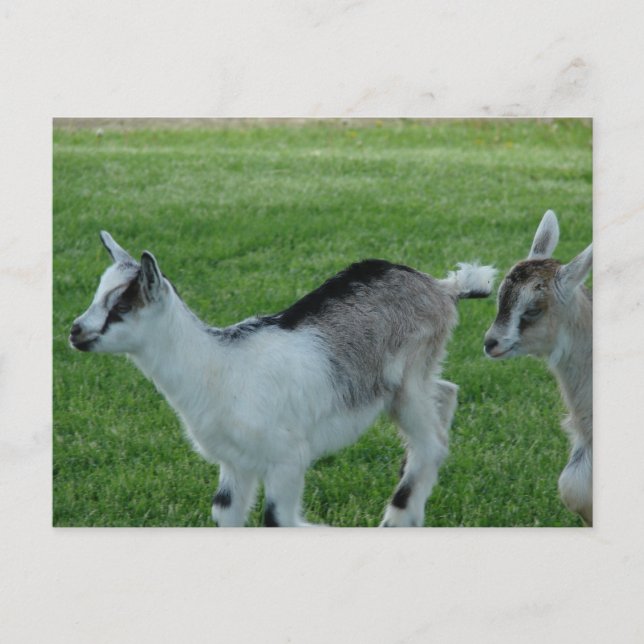 Grått och rött vykort (Framsida)