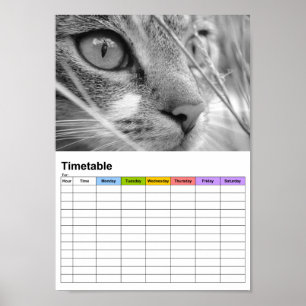 Grått och vit katt på en Grönt/tidtabell Poster