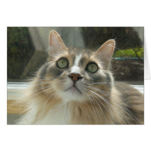 Grått och vit norsk skog (Forest Cat) Hälsningskort