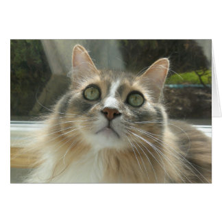 Grått och vit norsk skog (Forest Cat) Hälsningskort