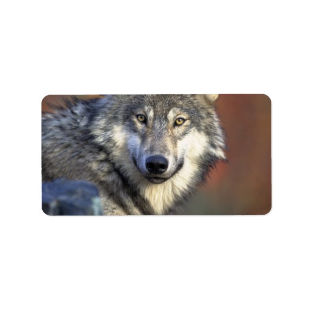 Grått och vit Varg Adressetikett (Framsidan)