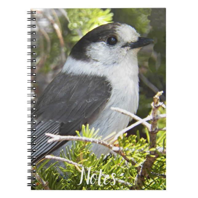 Grått och White Canada Jay Photo Anteckningsbok (Framsidan)