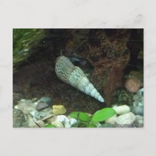 Grått- och White Snigel-vykort Vykort (Framsida)