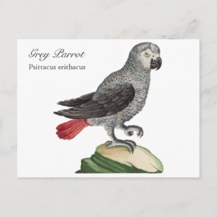 Grått Parrot - Psittacus erithacus Vykort