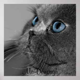 Grått Persian Cat Blue Ögon Poster