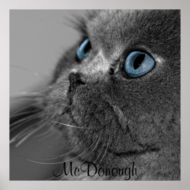 Grått Persian Cat Blue Ögon Poster (Framsidan)