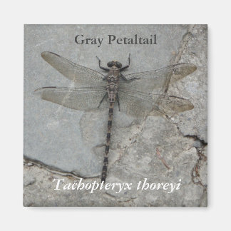 Grått Petaltail Nature Photography Magnet