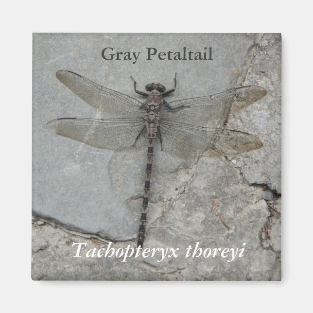 Grått Petaltail Nature Photography Magnet (Framsidan)