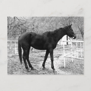 Grått Pop Art Horse Vykort