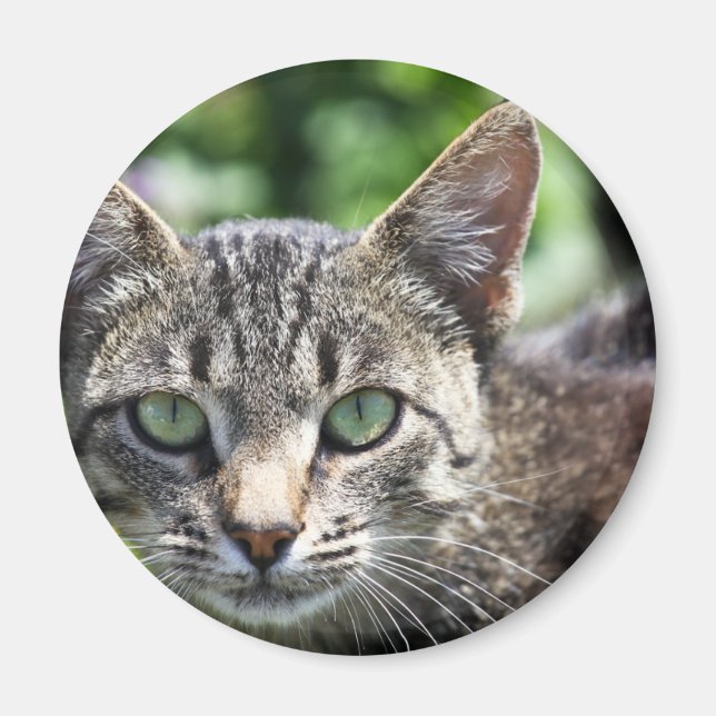 Grått Rand Katt med Grönt Ögon Magnet (Framsidan)