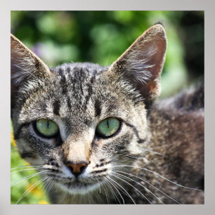Grått Rand Katt med Grönt Ögon Poster