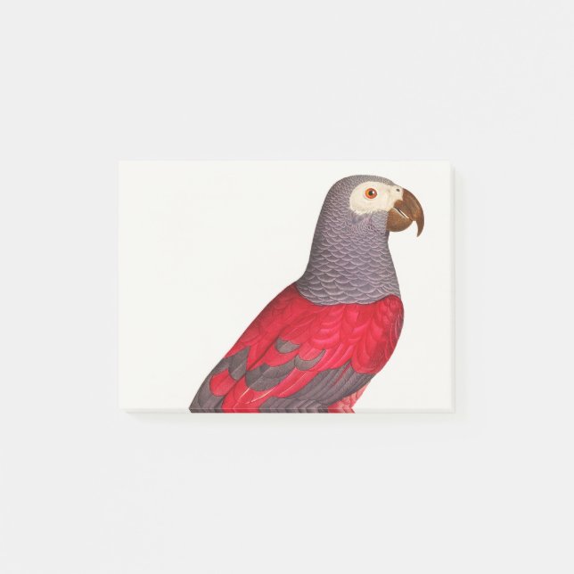 Grått Red Parrot, Psittacus erithacus Post-it Block (Framsida)