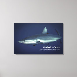 Grått Reef Shark in Yap Micronesia Canvastryck