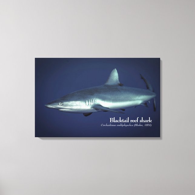 Grått Reef Shark in Yap Micronesia Canvastryck (Framsida)