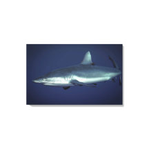 Grått Reef Shark in Yap Micronesia