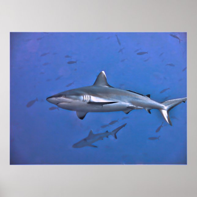 Grått Reef Shark Poster (Framsidan)