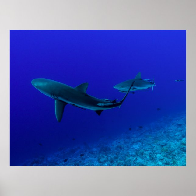 Grått Reef Shark Poster (Framsidan)