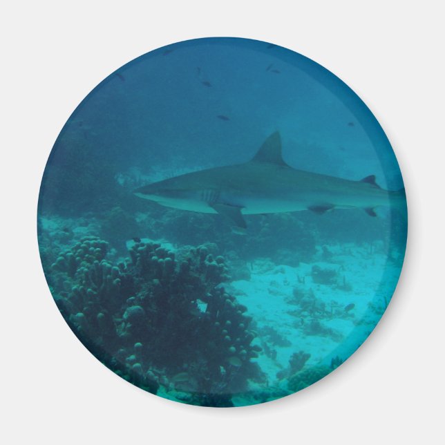 Grått Reef Shark Swimming Magnet (Framsidan)
