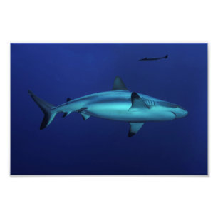 Grått Reef Shark vid Osprey Reef Photo Print Fototryck