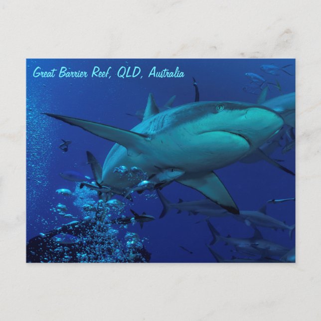 Grått Reef Shark vykort (Framsida)
