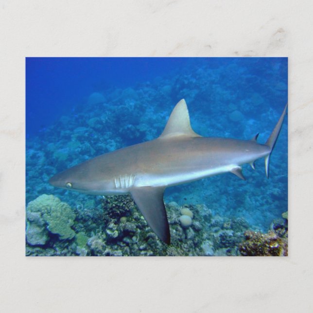 Grått Reef Shark Vykort (Framsida)