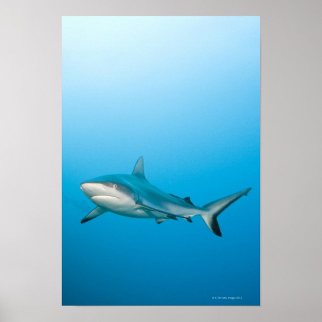 Grått reef sharks (Carcharhinus amblyrhnchos) Poster (Framsidan)
