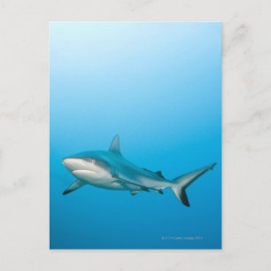 Grått reef sharks (Carcharhinus amblyrhnchos) Vykort