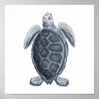 Grått Sea Turtle Sjöliv Group12A print #7 Poster