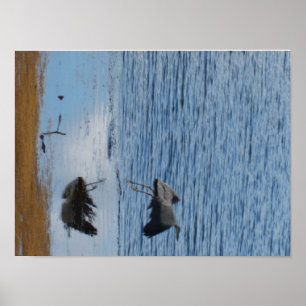 Grått seabird mitten poster