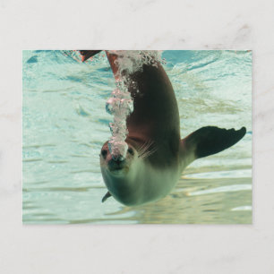 Grått Seal Diving undervattensbubblor från nos Vykort