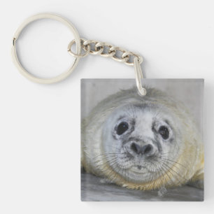 Grått Seal Valp