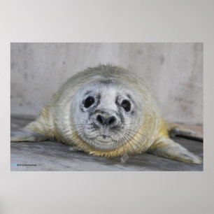 Grått Seal Valp Poster