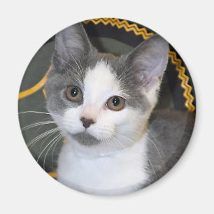 Grått/silver-/grå färg- och vitkattungemagneter magnet