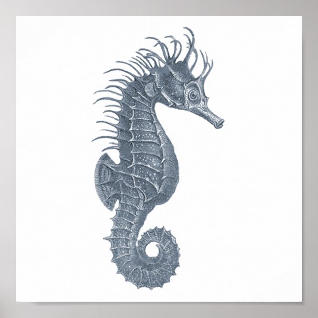 Grått Sjöliv Group 12A print #5 Sea horse Poster (Framsidan)