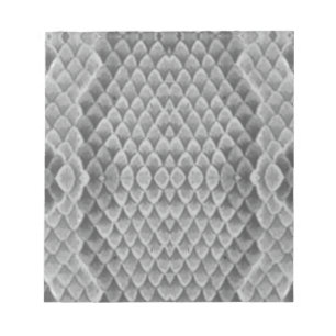 Grått Snakeskin Anteckningsblock