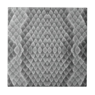 Grått Snakeskin Kakelplatta